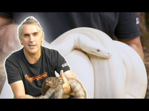 YouTube reptile video