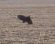 Eagle-vs-Deer