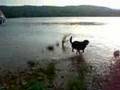 Borzoi video