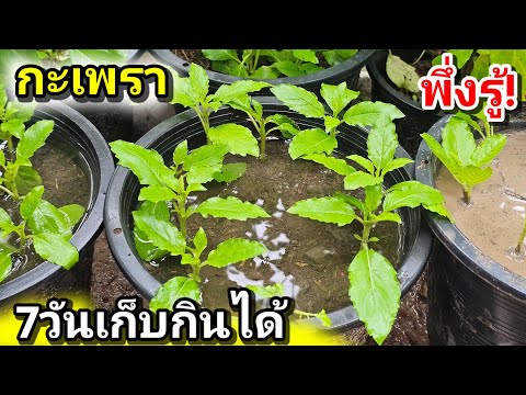 เหลือเชื่อ วิธีปลูกกระเพราในกระถางแบบง่ายๆ 7 วันเก็บกินได้ทันที