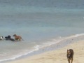 les copains des chiens