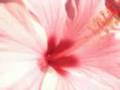 videos de Pleasure Blooms