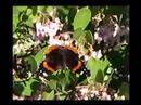 red admiral butterfly on manzanita red admiral butterfly on manzanita