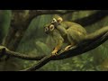 なぜかゼリーが大好物のリスザルたちのサムネイル1