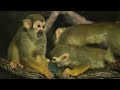 なぜかゼリーが大好物のリスザルたちのサムネイル3