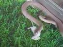 Small Cobra Takes out a Mouse