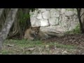 Xcaret Park - TravelMovies
