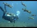 Wreck scuba dive