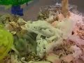 Hamster babies 2