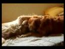 Golden Retriever - Twist de la Baldosa (ULI 21 Producciones)