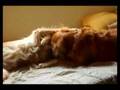 Golden Retriever - Twist de la Baldosa (ULI 21 Producciones)