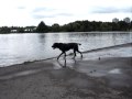 Some Dogs Love swimming!