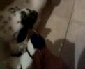 DALMATA