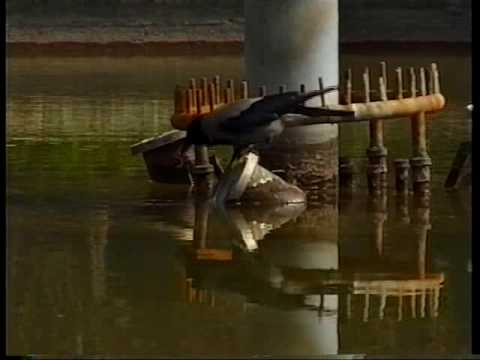 See video