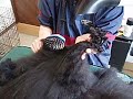 Click here to watch this video アメコのブロー ＰＡＲＴ④