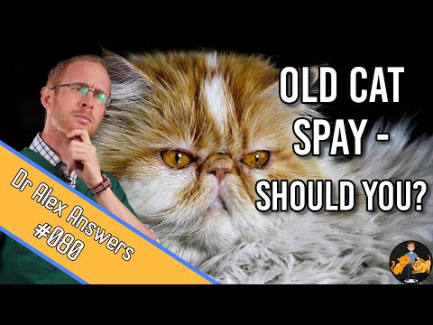 Is There Any Point in Spaying an Older Cat (and what are the risks?) - Cat Health Vet Advice