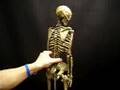 Mr. Thrifty 33 Inch 4th quality skeleton 2 of 3 Aged