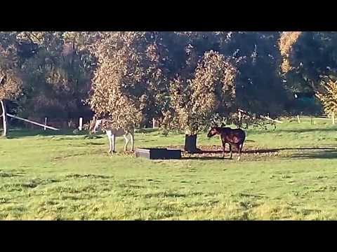 Pferde  auf Streuobstwiese bei Utecht (Nordwestmecklenburg ) 10/2017