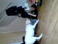 lazy dog wins