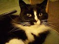Bella Cuteness - my purring cat attacks my camera