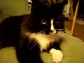 Bella Cuteness - my purring cat attacks my camera