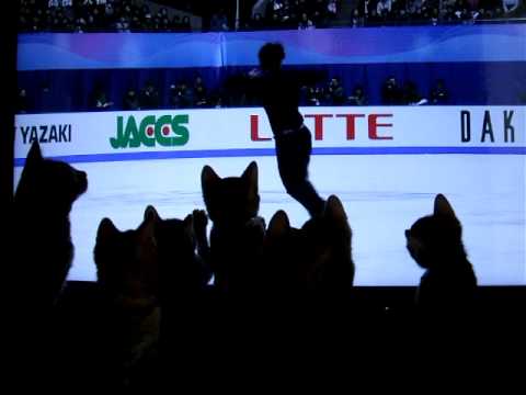 Gattini guardano incantati il pattinaggio sul ghiaccio Gattini guardano incantati il pattinaggio sul ghiaccio