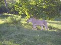 Lioneses - Moremi Game Reserve