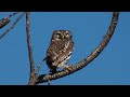 Kruger Park African Scops Owl Kruger Park African Scops Owl