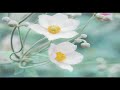 Antonio Vivaldi: Concerto for flute, strings & bc in D major (RV 429)
