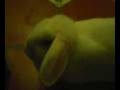 videos de bunny kong series