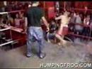 Midget Boxing Midget Boxing