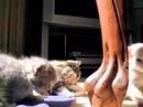 Tired Kittens Tired Kittens