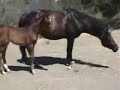For Sale Sonata; black Oldenburg filly out of Sandro Hit at 2 months; will be big! 17h.