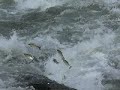 Migration of the sabalo near Villamontes