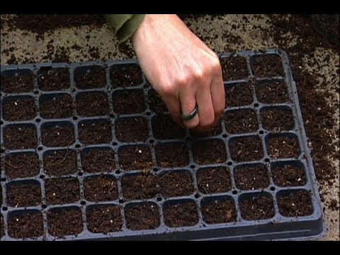 how to transplant from seedling tray