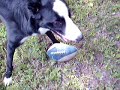 this is my dog Tazz