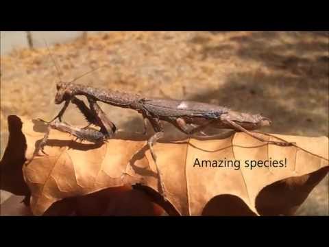 YouTube reptile video