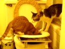 cat poops in toilet cat poops in toilet