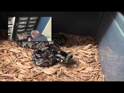 YouTube reptile video