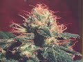 Legalize Marijuana Now!!
