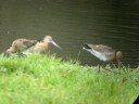 Black-tailed godwits at close range on Port Meadow