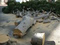 Ficus Trees Cut Down in Santa Monica Ficus Trees Cut Down in Santa Monica