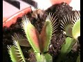 growth-of-a-venus-fly-trap.html
