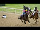Famous Horses