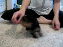 Tiny Teacup Yorkie - www.yorkiecuties.com - video #6