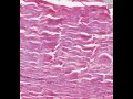Shotgun Histology Dense Regular Connective Tissue