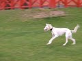 Here is one of my dogs a Saluki called Lady and my mates dog Ollie chasing my radio control car around the park.