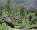 Video of some of the scenery of Munnar, Kerala, India. This was shot during our family trip to Munnar - Glimpses of Munnar
