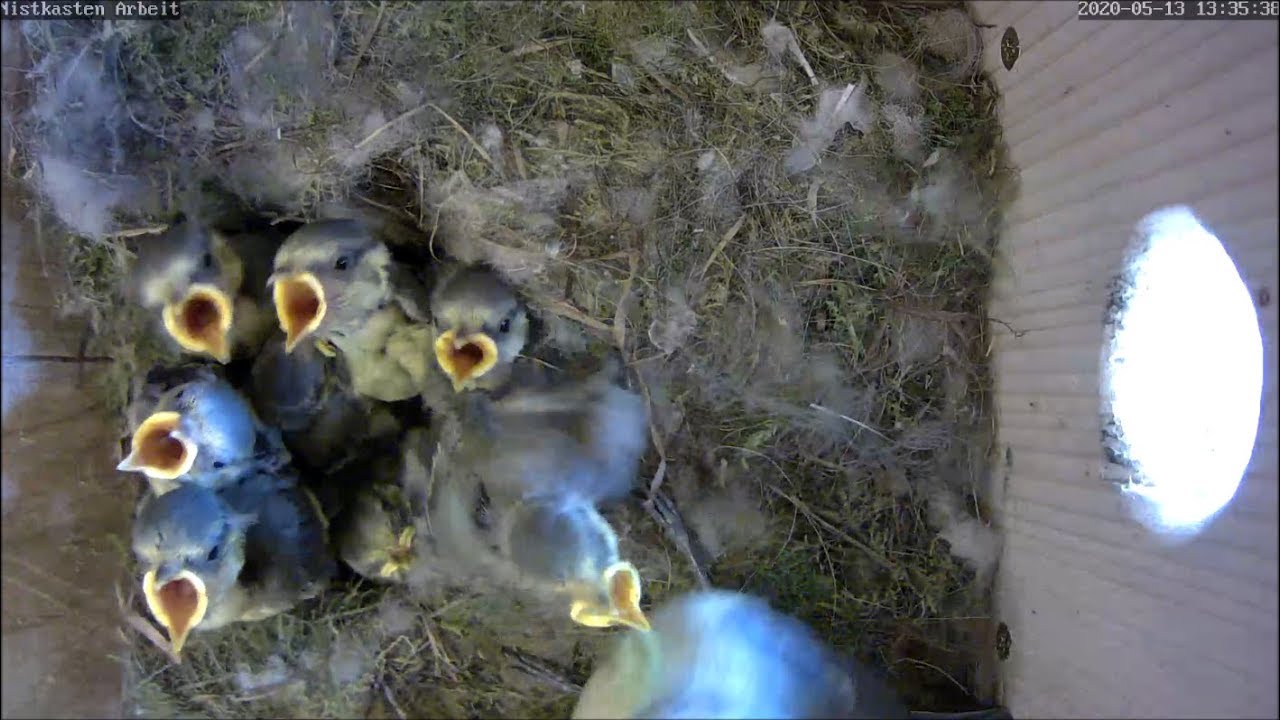 Aus Fressmaschinen werden langsam Meisen! 13.05.2020 [Tag 12|14]