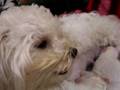 videos de Belinha e ninhada 081115b
